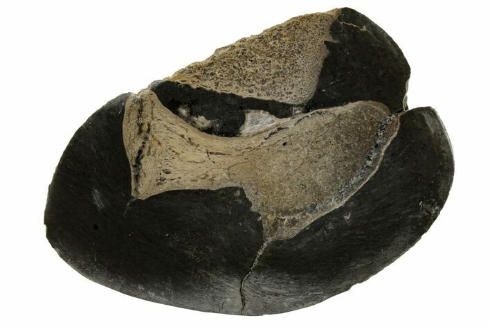 Fossil Plesiosaurus Bones in Cross-Section - England #171148